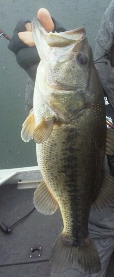 山中湖、河口湖バス釣りガイド。早野剛史-45