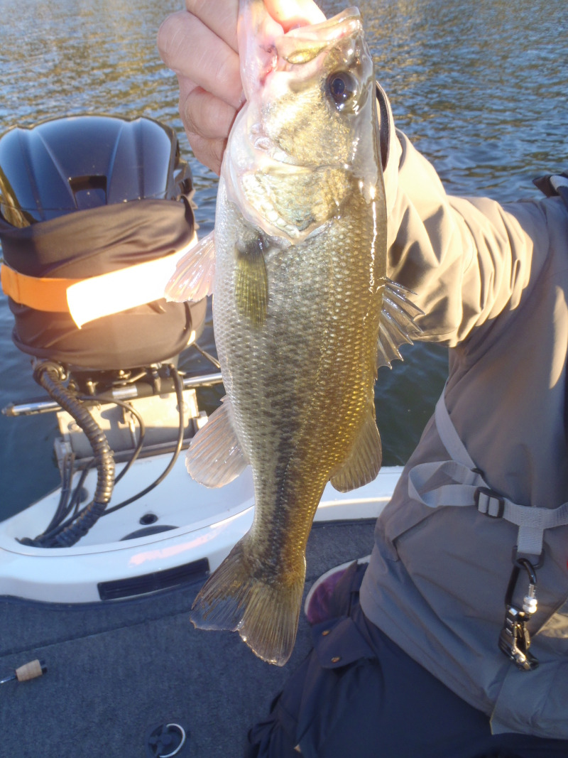 山中湖、河口湖、西湖、野尻湖バス釣りガイド。早野剛史