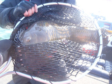 山中湖、河口湖、西湖、野尻湖バス釣りガイド。早野剛史