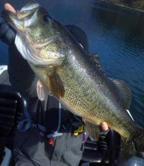 山中湖、河口湖、西湖、野尻湖バス釣りガイド。早野剛史