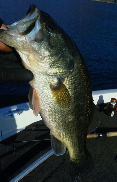 山中湖、河口湖、西湖、野尻湖バス釣りガイド。早野剛史