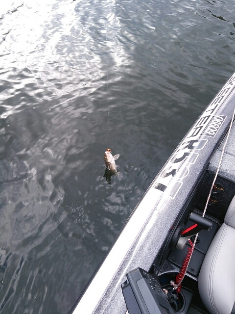 山中湖、河口湖、西湖、野尻湖バス釣りガイド。早野剛史-1384251920254.jpg